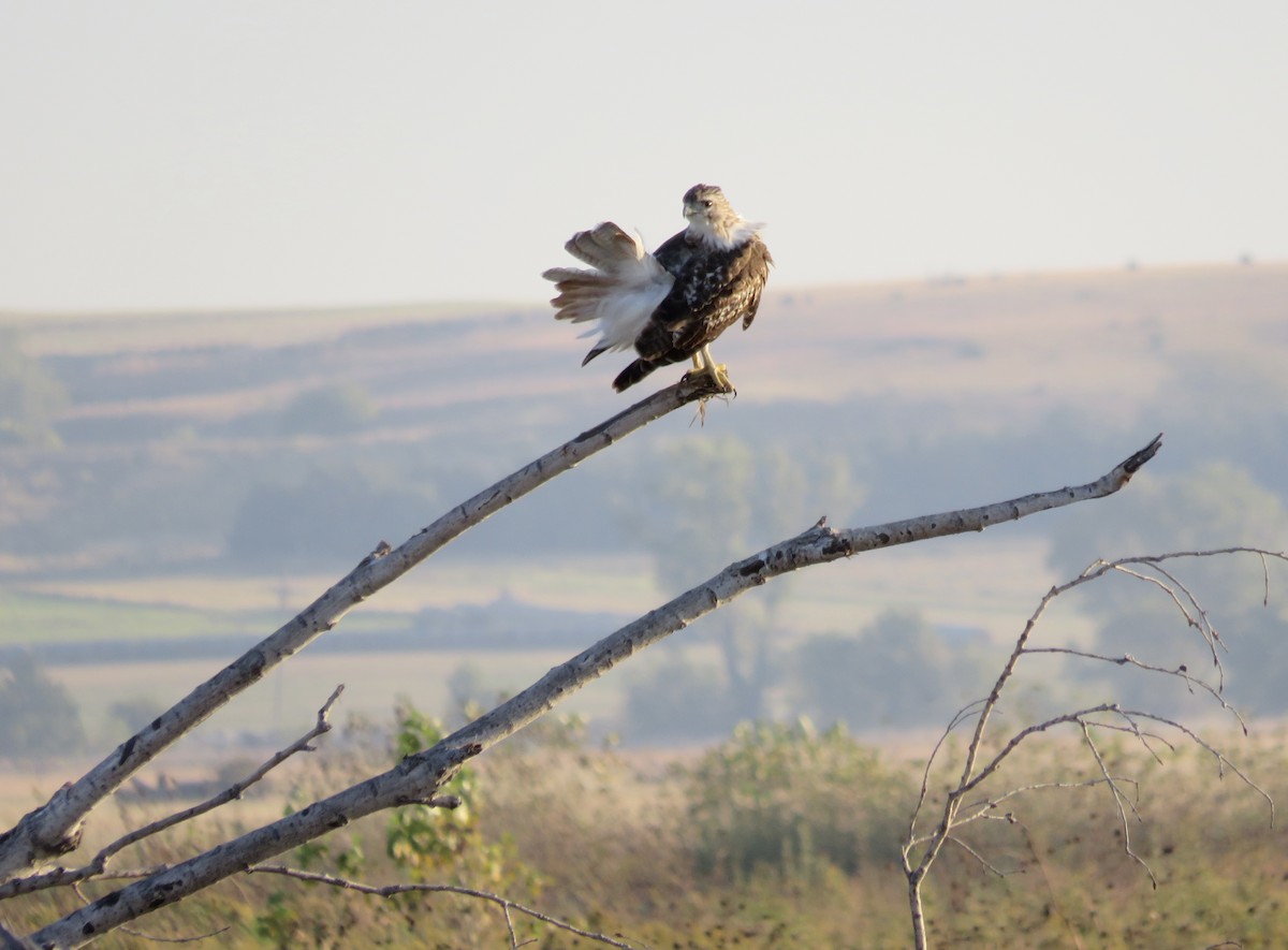 Red-tailed Hawk - ML643954026