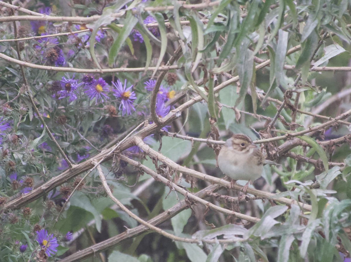 Clay-colored Sparrow - ML643954052