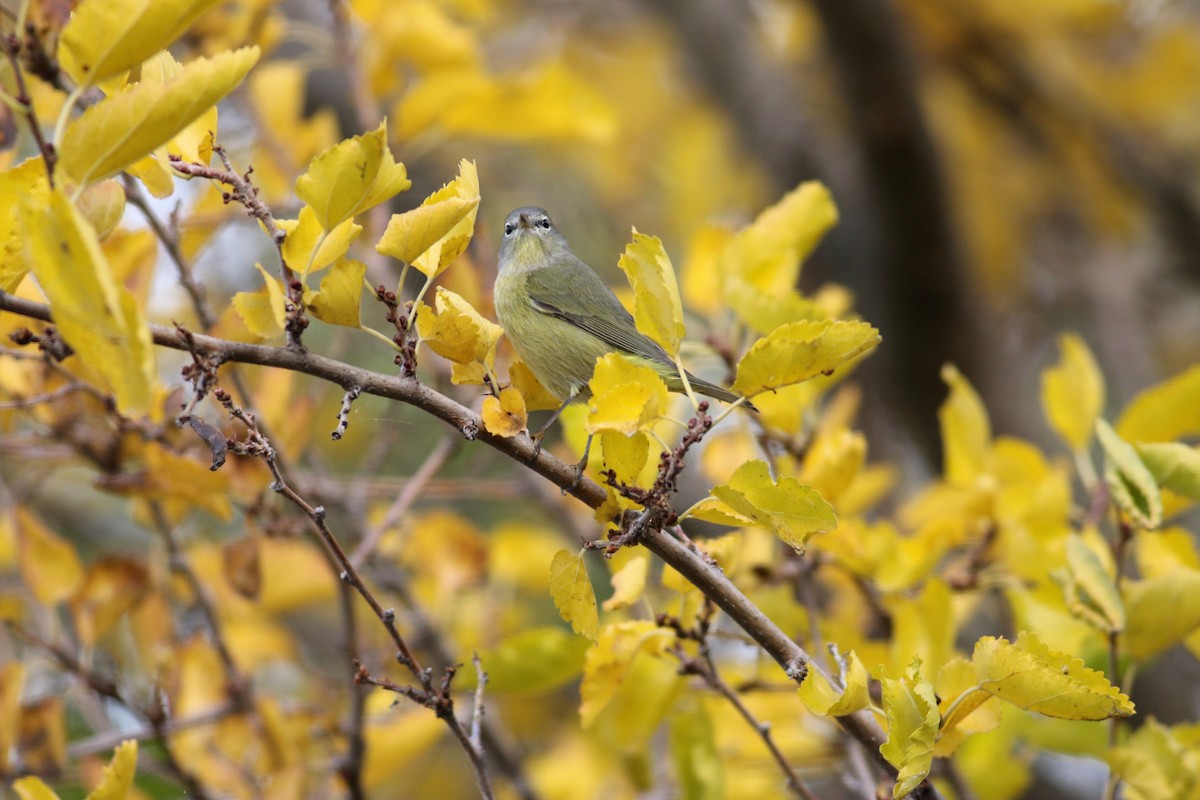 Orange-crowned Warbler (Gray-headed) - ML643954057