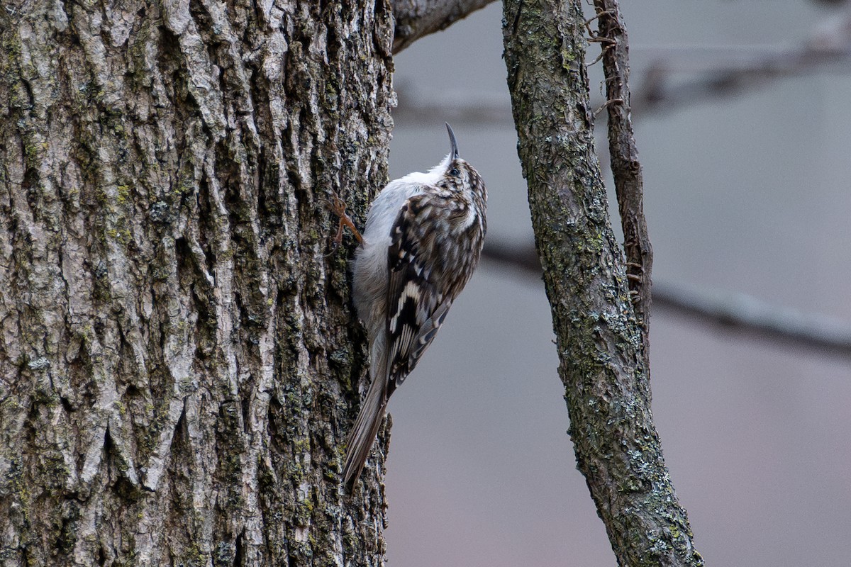 Brown Creeper - ML643954064