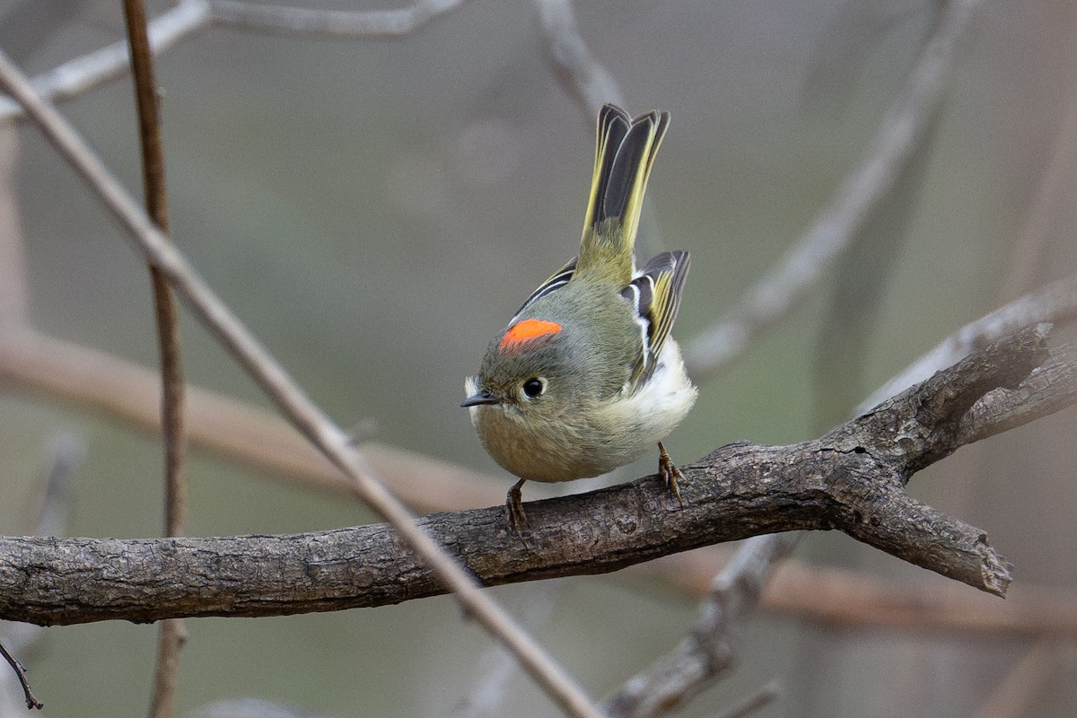 Ruby-crowned Kinglet - ML643954065
