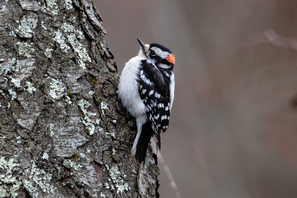 Downy Woodpecker - ML643954066