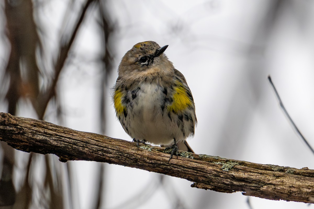 Yellow-rumped Warbler - ML643954067