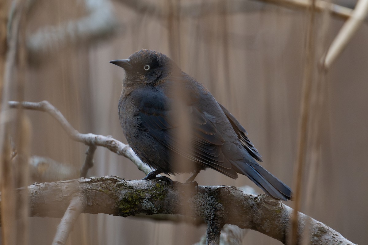 Rusty Blackbird - ML643954069