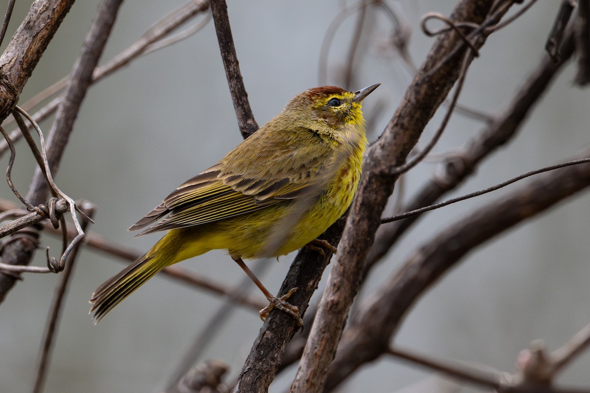 Palm Warbler - ML643954070