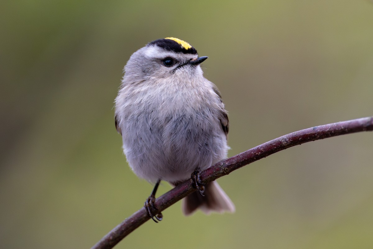 Golden-crowned Kinglet - ML643954072