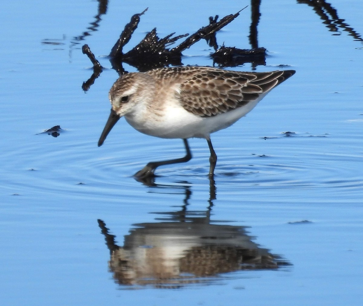 Semipalmated Sandpiper - ML643954073