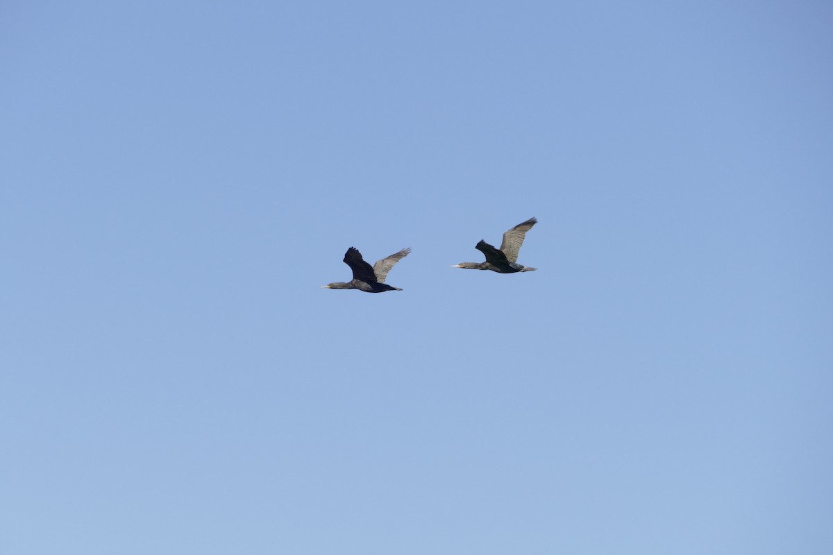 Cape Cormorant - ML643954074