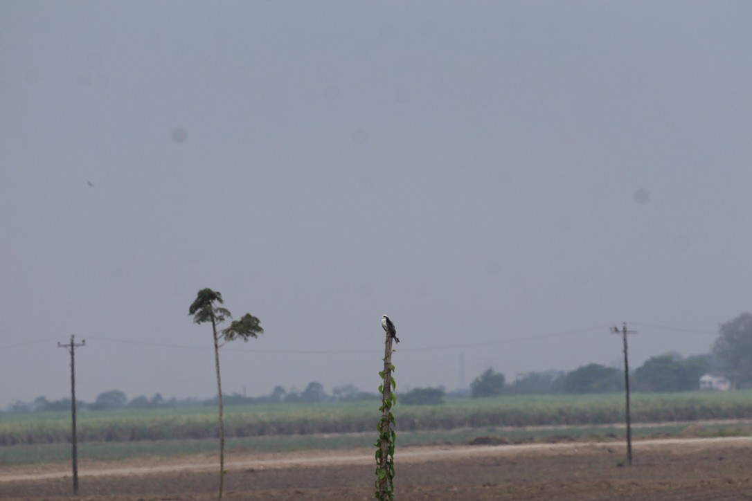 White-tailed Kite - ML643954078