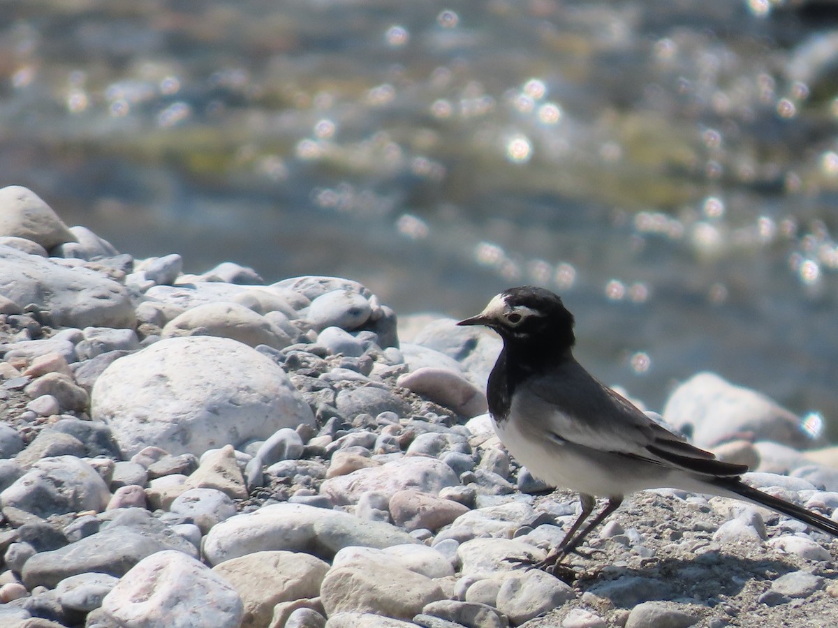 White Wagtail (Masked) - ML643954080
