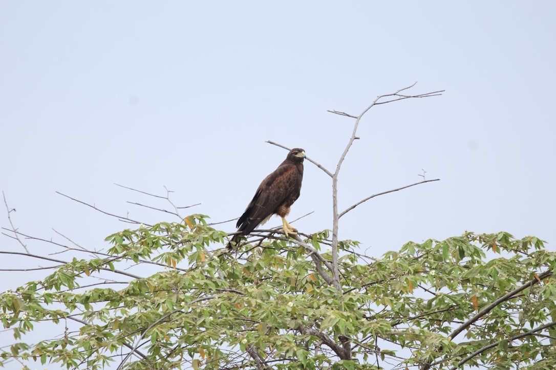 káně Harrisova - ML643954084