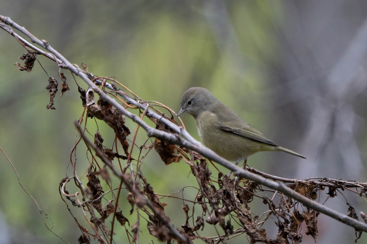 Orange-crowned Warbler - ML643954088