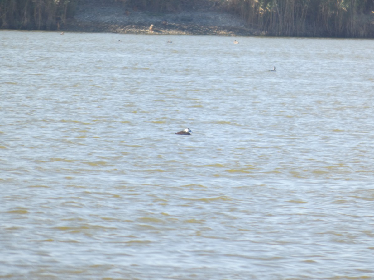 White-headed Duck - ML643954153