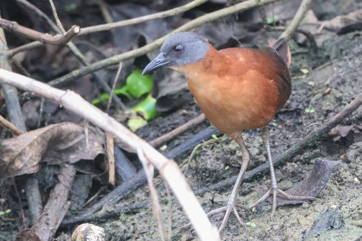 Ruddy Crake - ML643954166