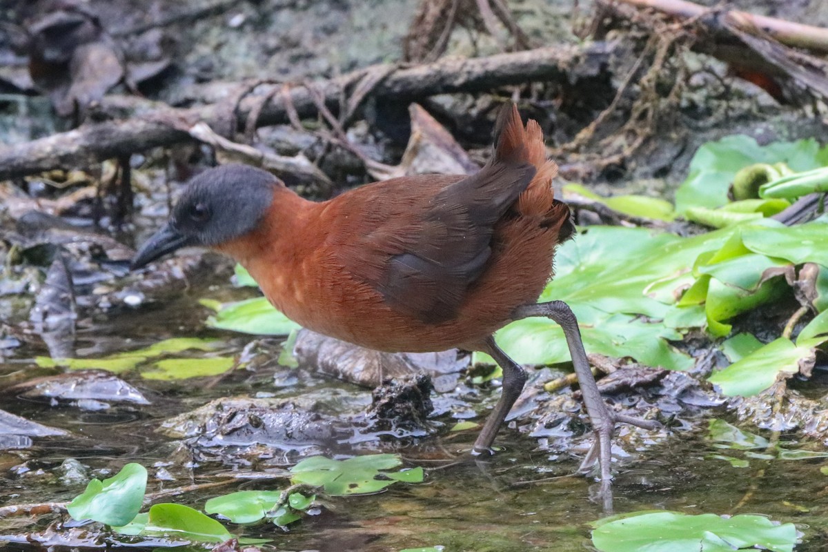 Ruddy Crake - ML643954168