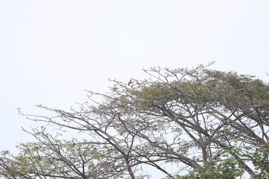 Pale-vented Pigeon - ML643954178