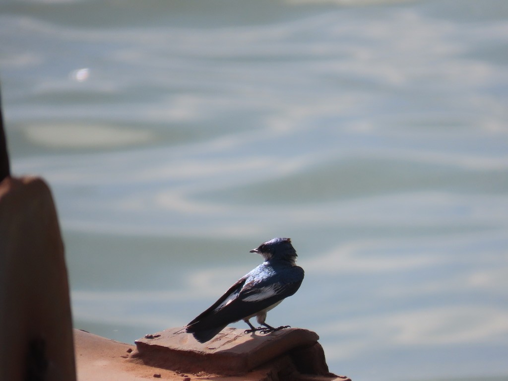 White-winged Swallow - ML643954190