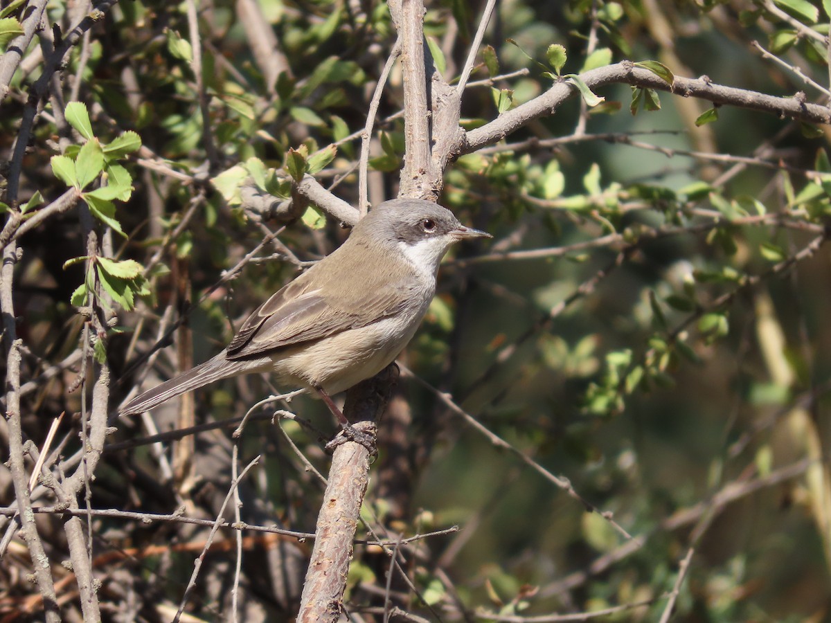 Fauvette babillarde (althaea) - ML643954193