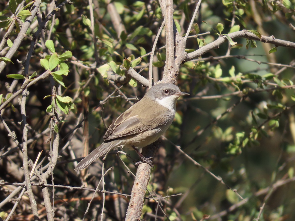Fauvette babillarde (althaea) - ML643954197