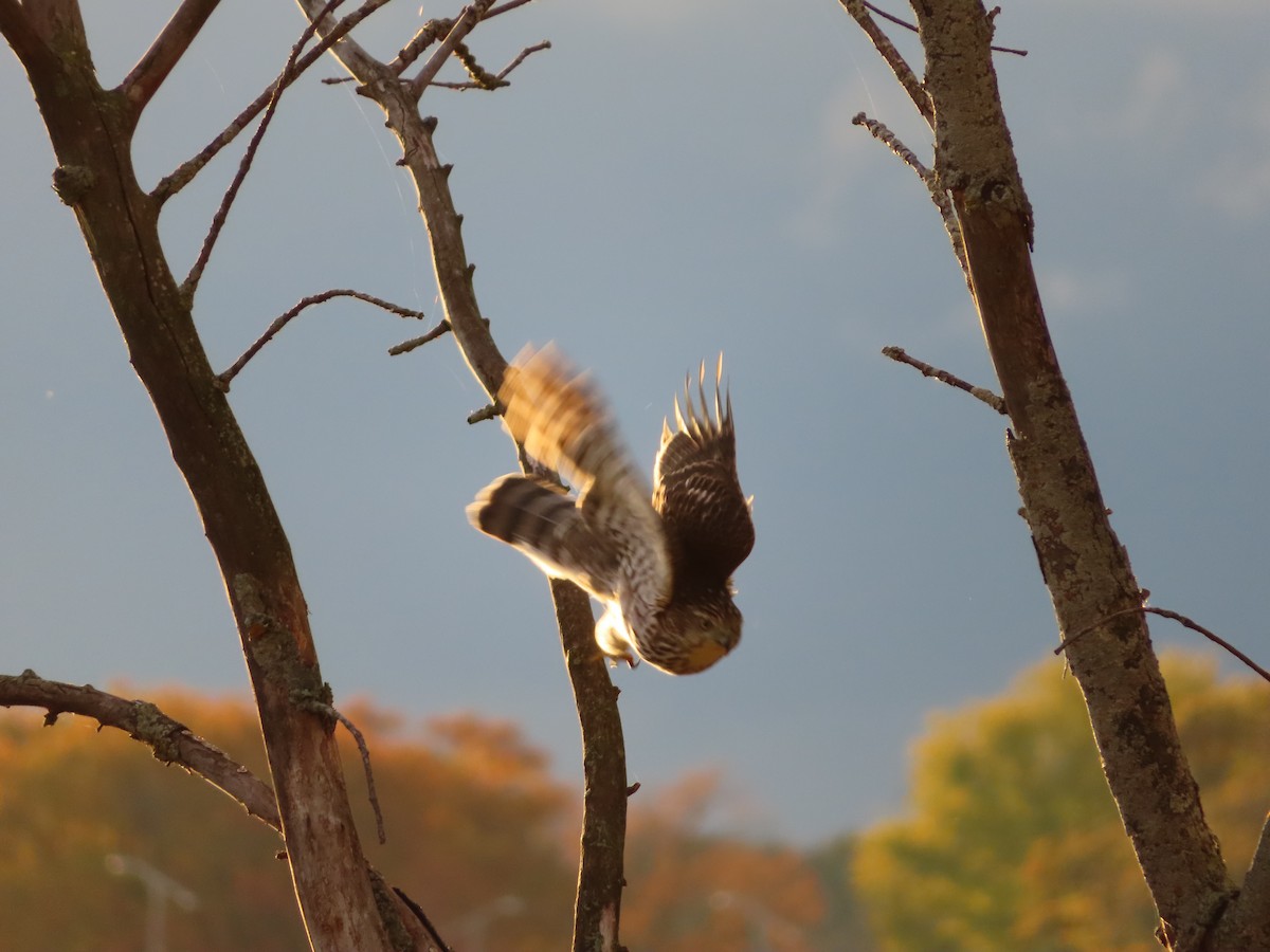 Cooper's Hawk - ML643954203