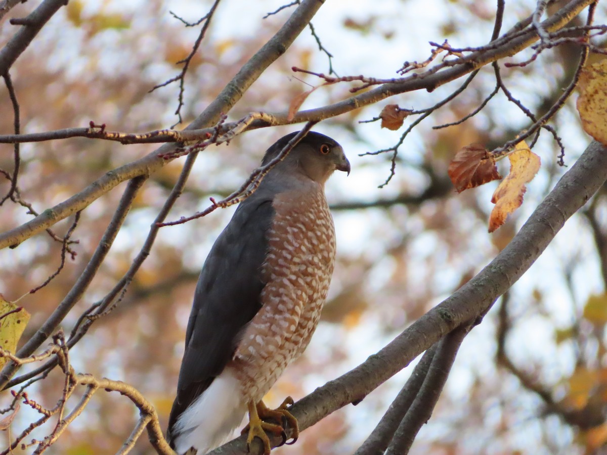 Cooper's Hawk - ML643954204