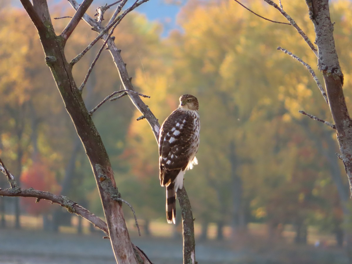 Cooper's Hawk - ML643954205