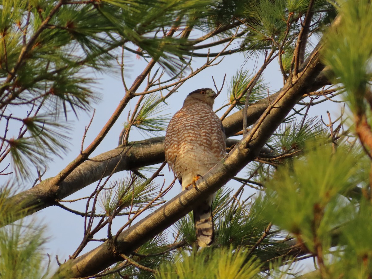 Cooper's Hawk - ML643954206
