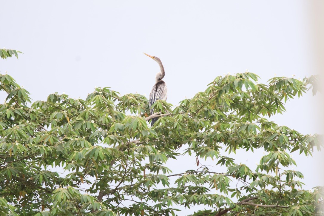anhinga americká - ML643954207