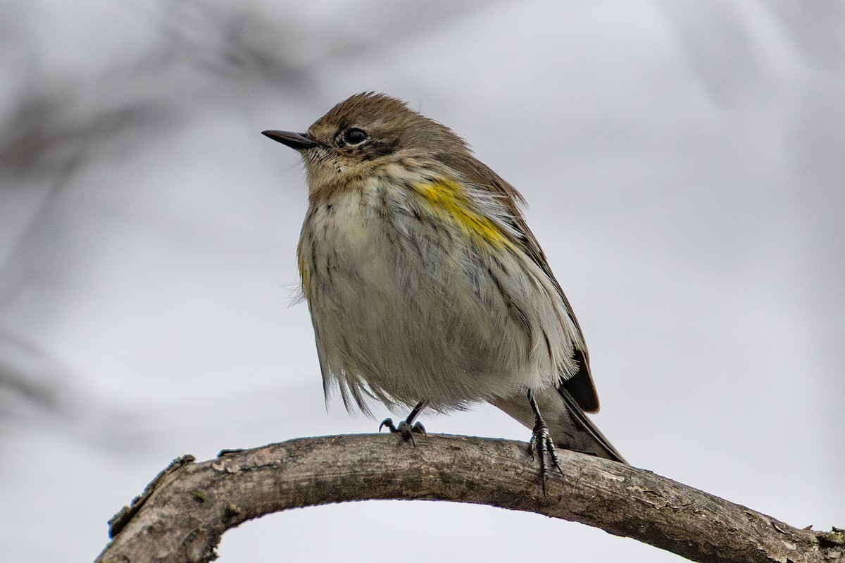 Yellow-rumped Warbler - ML643954208