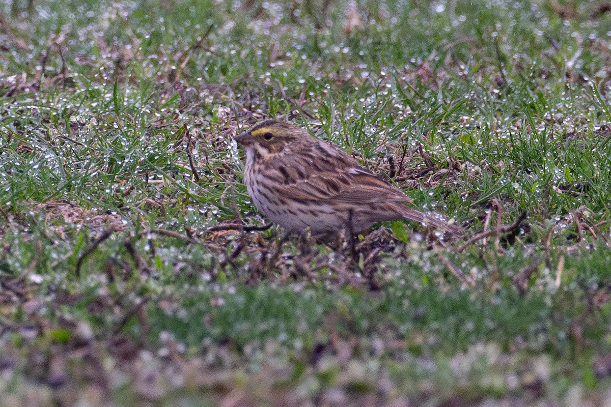 Savannah Sparrow - ML643954209