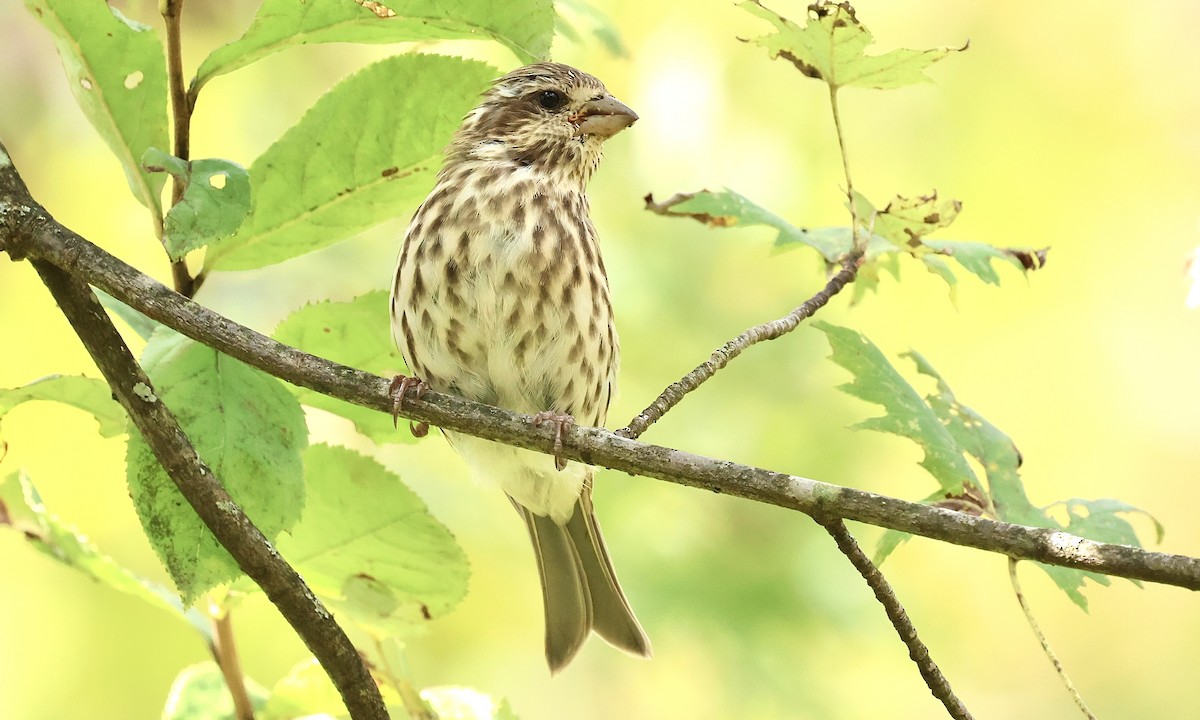 Purple Finch - ML643954210