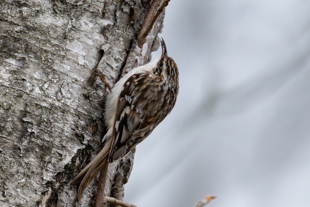 Brown Creeper - ML643954211