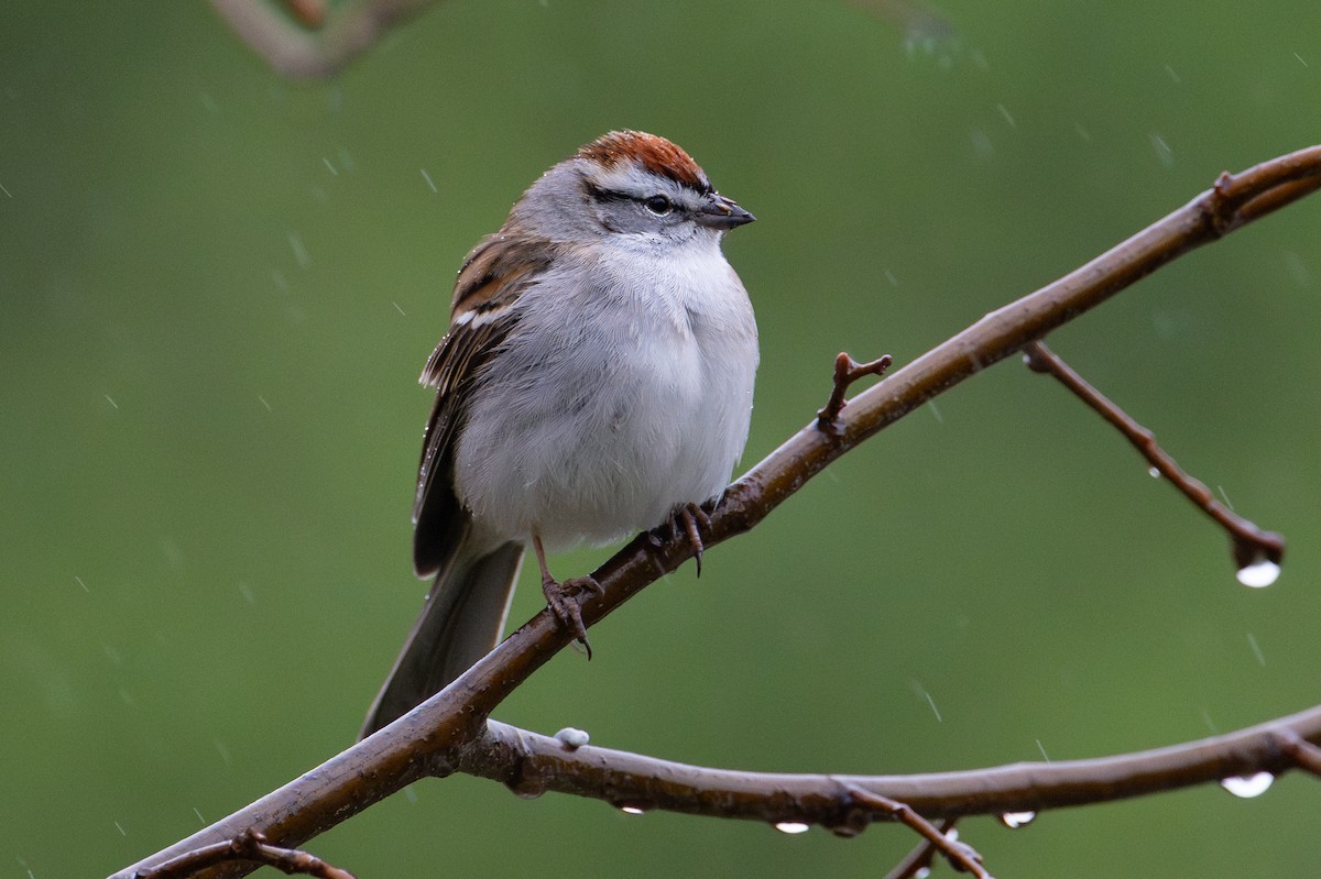 Chipping Sparrow - ML643954212