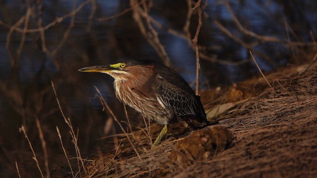 Green Heron - ML643954214