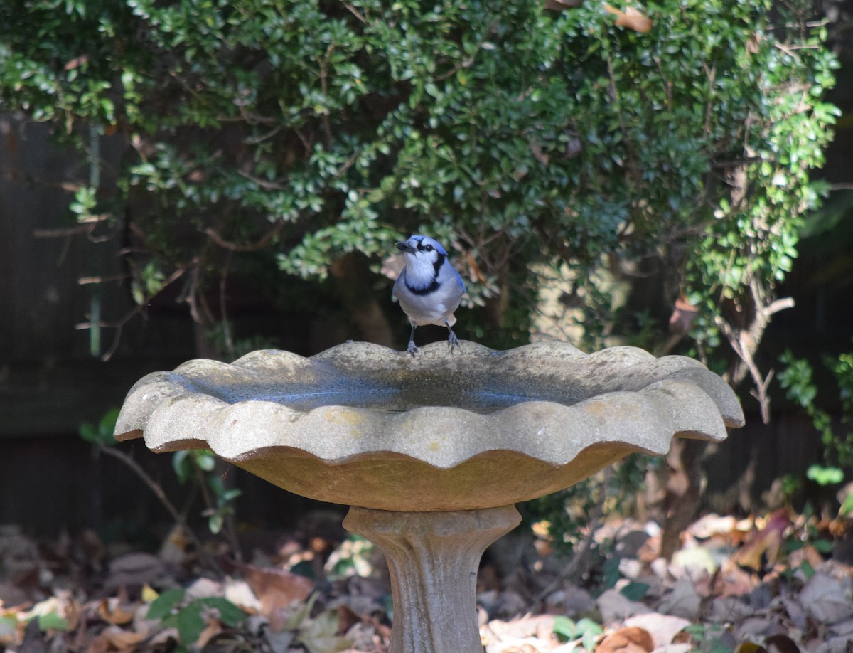 Blue Jay - ML643954216