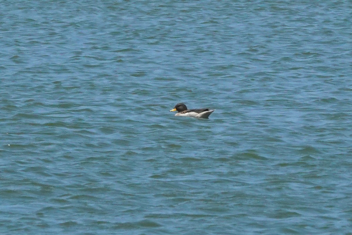 Yellow-billed Teal - ML643954217