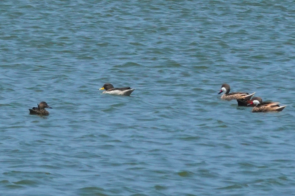 Yellow-billed Teal - ML643954218