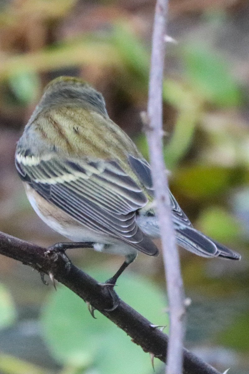 Chestnut-sided Warbler - ML643954223