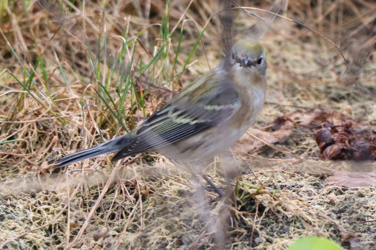 Chestnut-sided Warbler - ML643954224