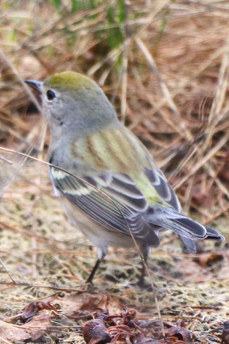 Chestnut-sided Warbler - ML643954225