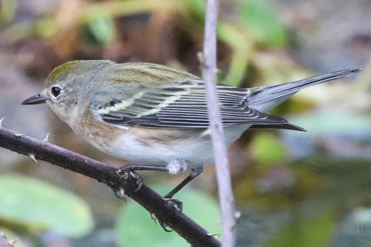 Chestnut-sided Warbler - ML643954226
