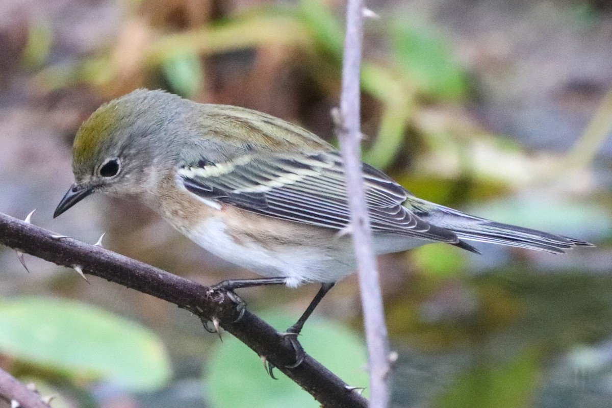 Chestnut-sided Warbler - ML643954227