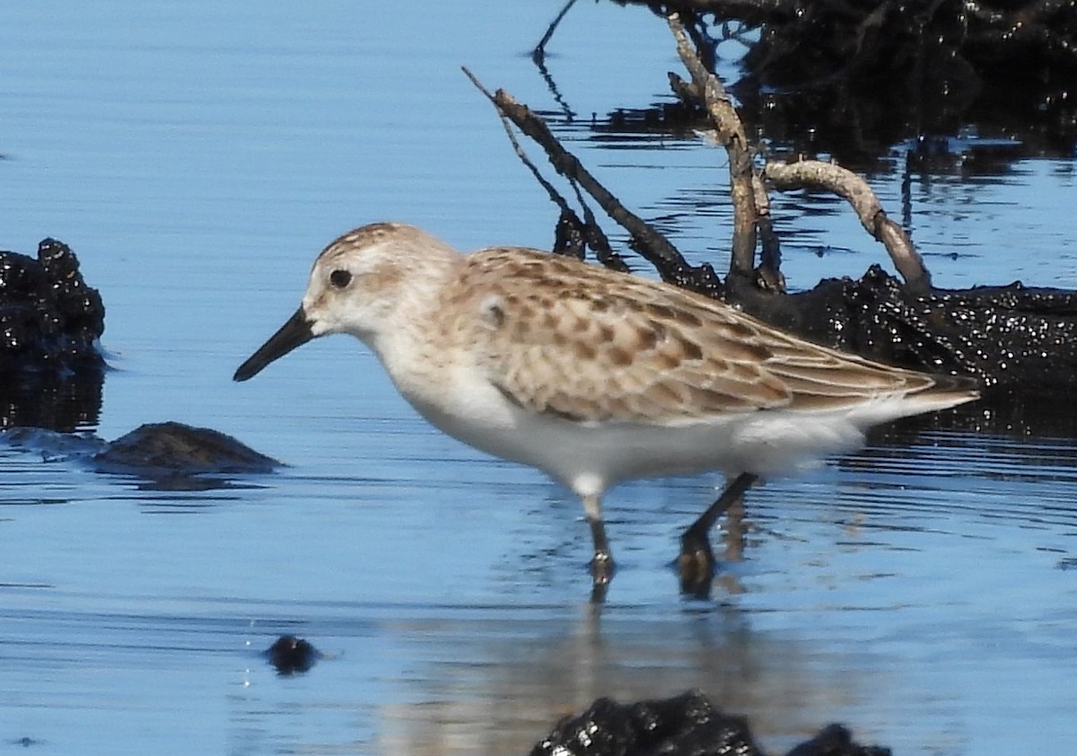 Semipalmated Sandpiper - ML643954242
