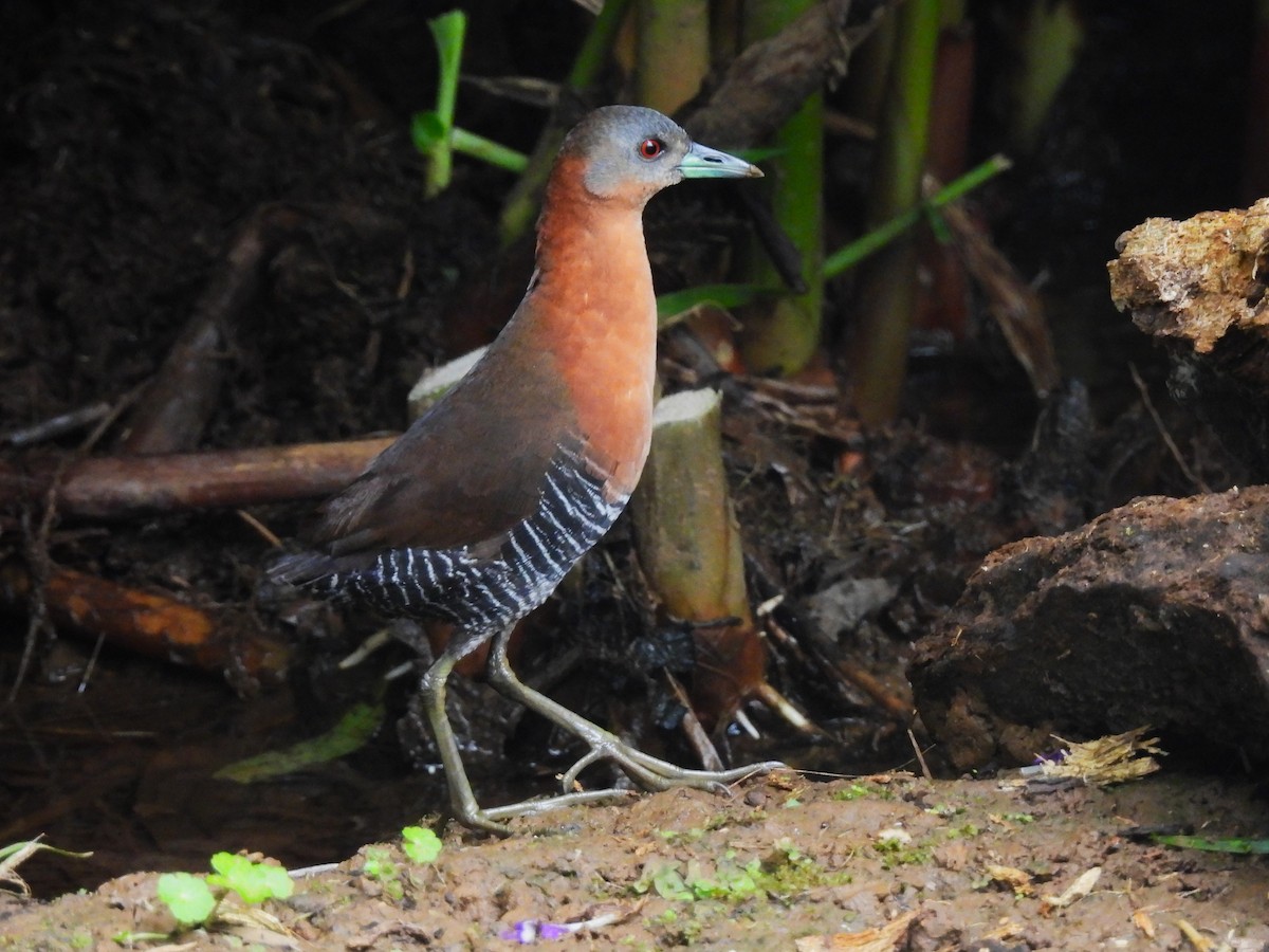 White-throated Crake - ML643954250