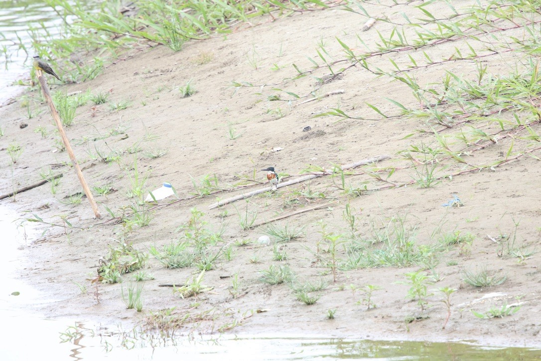 rybařík zelený - ML643954258