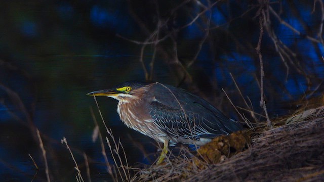 Green Heron - ML643954262