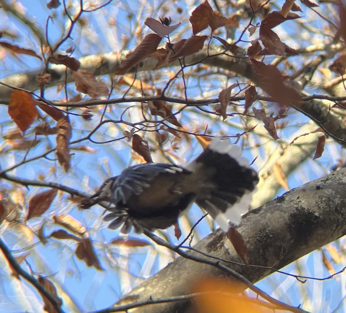 Blue Jay - ML643954267