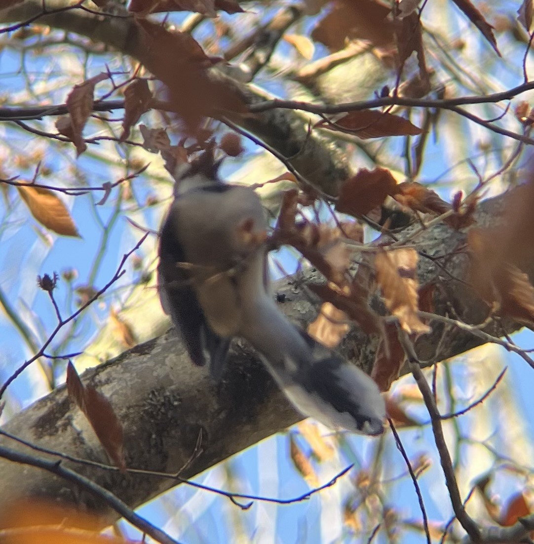 Blue Jay - ML643954268