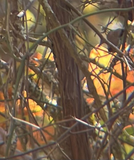 Hermit Thrush - Oscar Upson