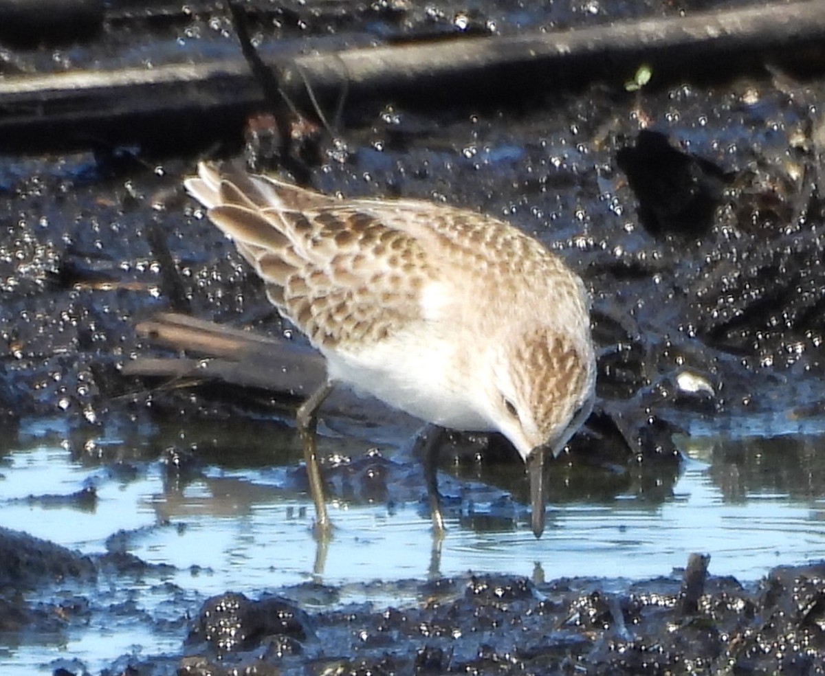 Semipalmated Sandpiper - ML643954283